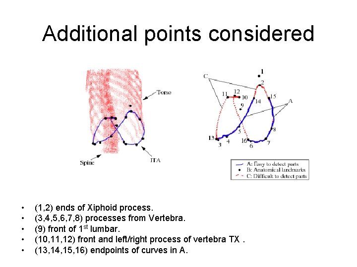 Additional points considered • • • (1, 2) ends of Xiphoid process. (3, 4, Additional points considered • • • (1, 2) ends of Xiphoid process. (3, 4,