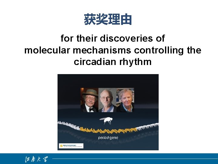 获奖理由 for their discoveries of molecular mechanisms controlling the circadian rhythm 