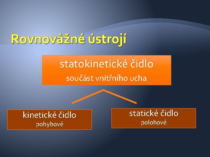 Rovnovážné ústrojí statokinetické čidlo součást vnitřního ucha kinetické čidlo pohybové statické čidlo polohové 