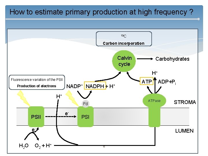 How to estimate primary production at high frequency ? 13 C Carbon incorporation Calvin