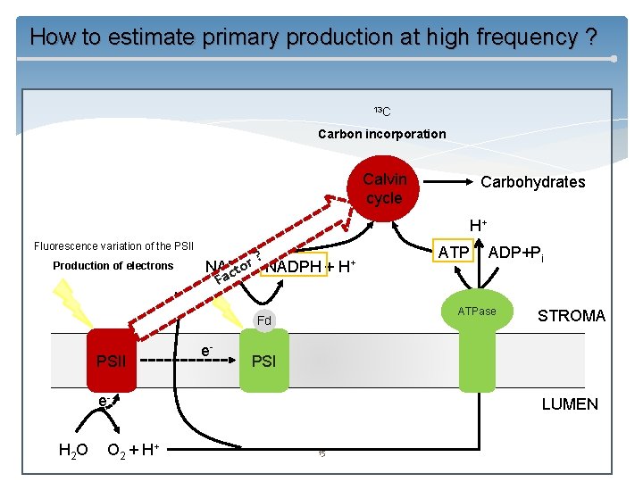 How to estimate primary production at high frequency ? 13 C Carbon incorporation Calvin