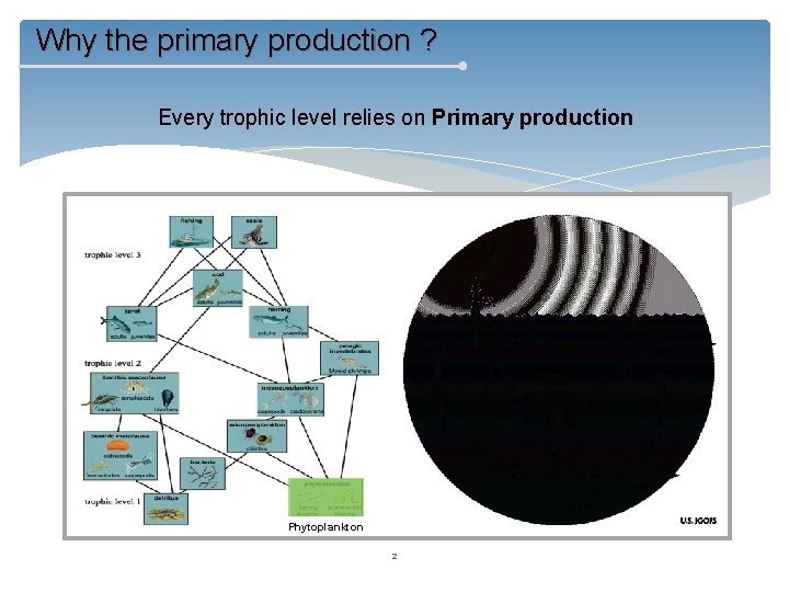 Why the primary production ? Every trophic level relies on Primary production Phytoplankton 2