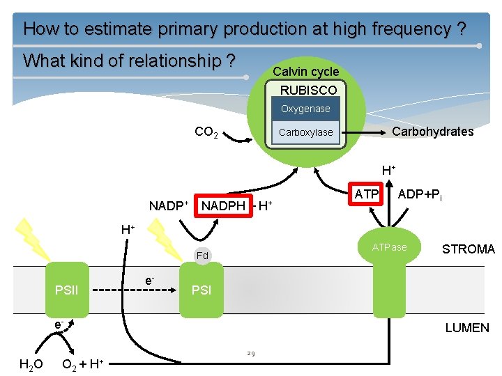 How to estimate primary production at high frequency ? What kind of relationship ?