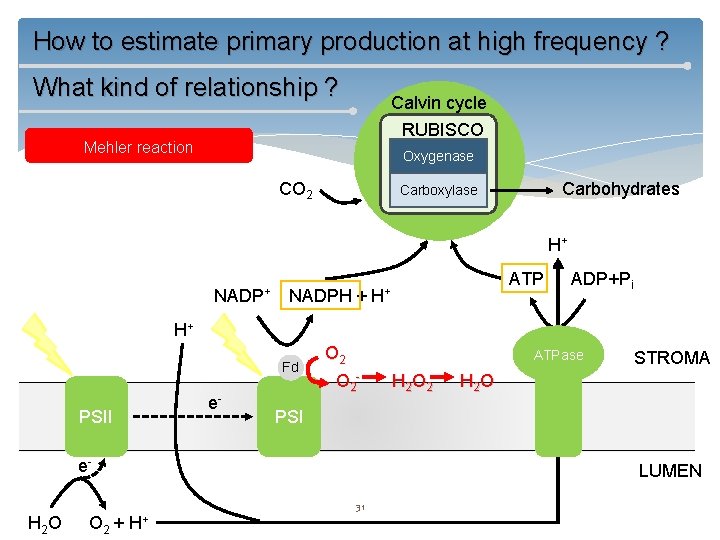 How to estimate primary production at high frequency ? What kind of relationship ?