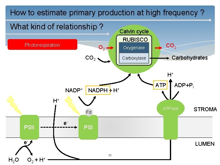 How to estimate primary production at high frequency ? What kind of relationship ?