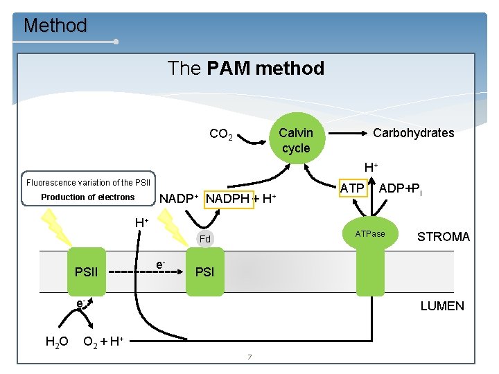 Method The PAM method Calvin cycle CO 2 Carbohydrates H+ Fluorescence variation of the