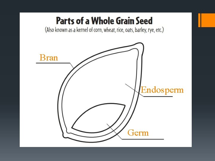 Bran Endosperm Germ 
