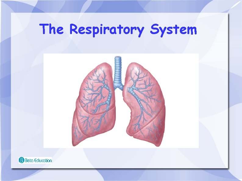 The Respiratory System 