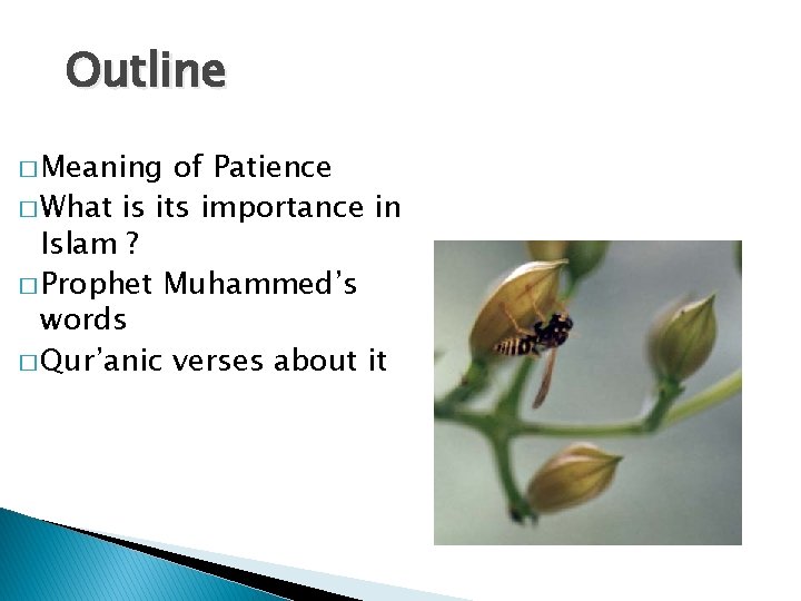 Outline � Meaning of Patience � What is its importance in Islam ? �