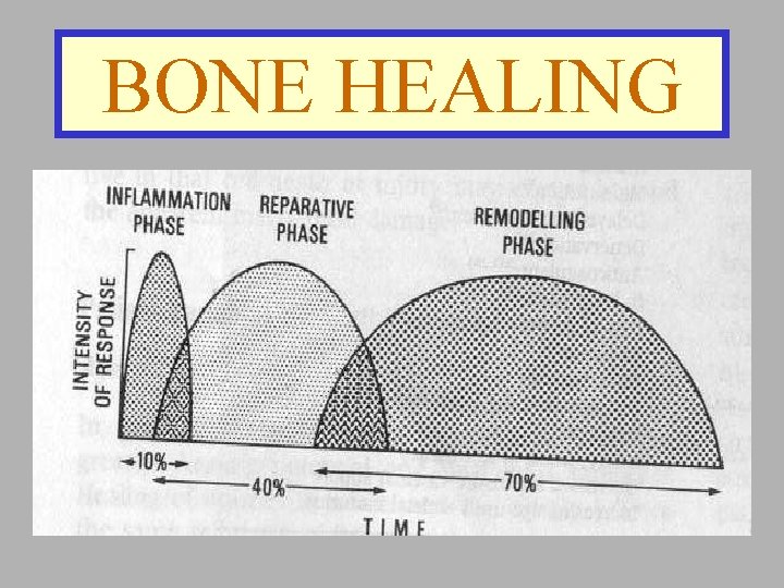 BONE HEALING 