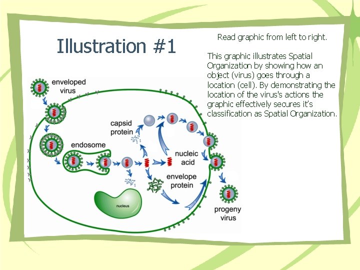 Illustration #1 Read graphic from left to right. This graphic illustrates Spatial Organization by