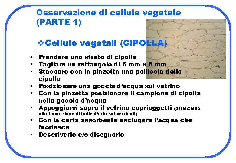 Osservazione di cellula vegetale (PARTE 1) v. Cellule vegetali (CIPOLLA) • Prendere uno strato