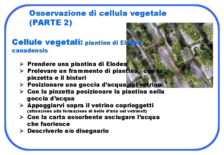 Osservazione di cellula vegetale (PARTE 2) Cellule vegetali: piantine di Elodea canadensis Ø Prendere