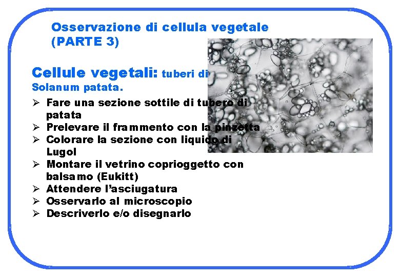 Osservazione di cellula vegetale (PARTE 3) Cellule vegetali: tuberi di Solanum patata. Ø Fare