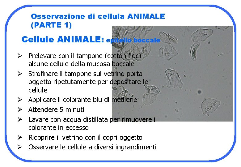 Osservazione di cellula ANIMALE (PARTE 1) Cellule ANIMALE: epitelio boccale Ø Prelevare con il