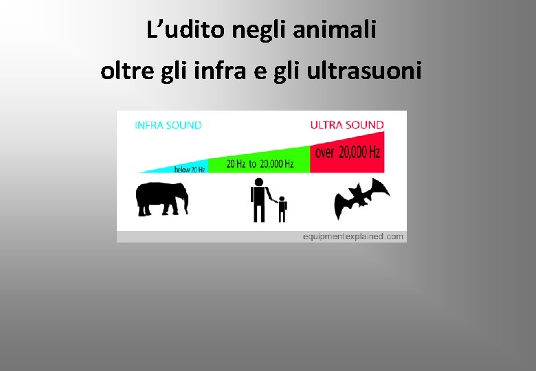 L’udito negli animali oltre gli infra e gli ultrasuoni 