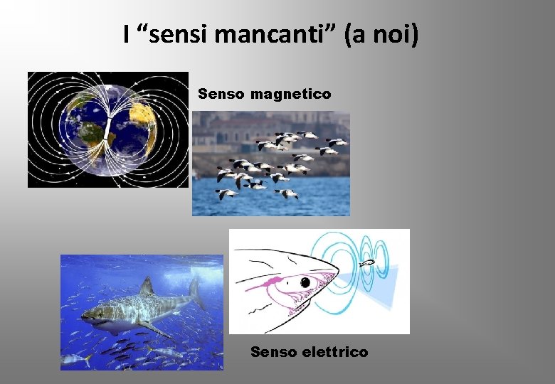 I “sensi mancanti” (a noi) Senso magnetico Senso elettrico 