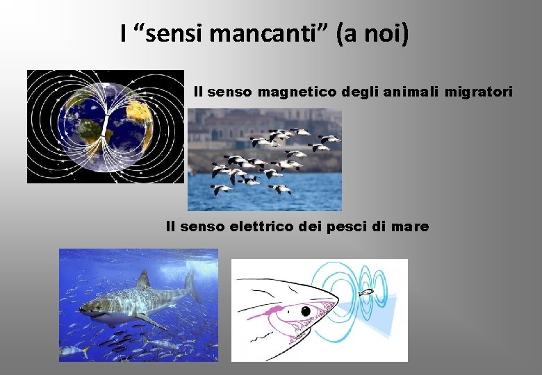 I “sensi mancanti” (a noi) Il senso magnetico degli animali migratori Il senso elettrico