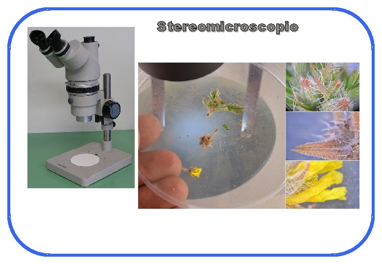 Stereomicroscopio 