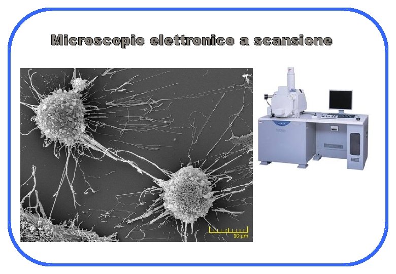 Microscopio elettronico a scansione 