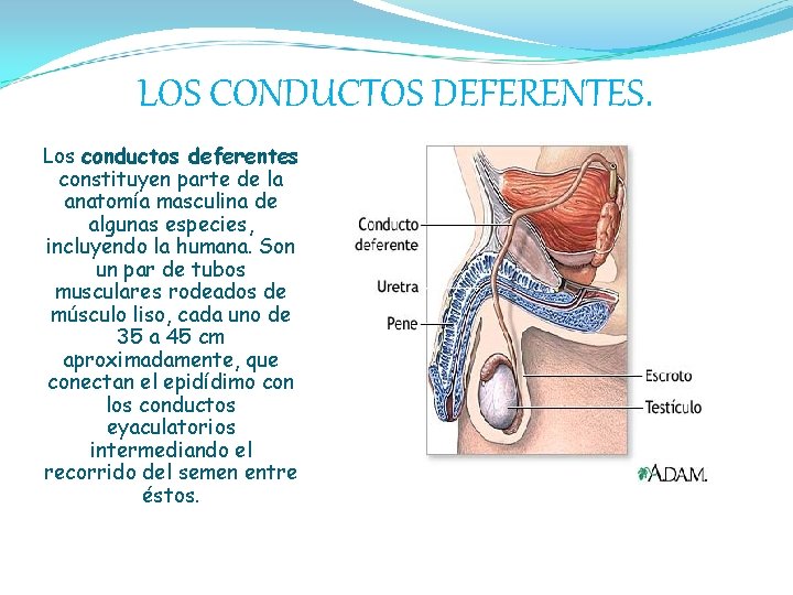 LOS CONDUCTOS DEFERENTES. Los conductos deferentes constituyen parte de la anatomía masculina de algunas