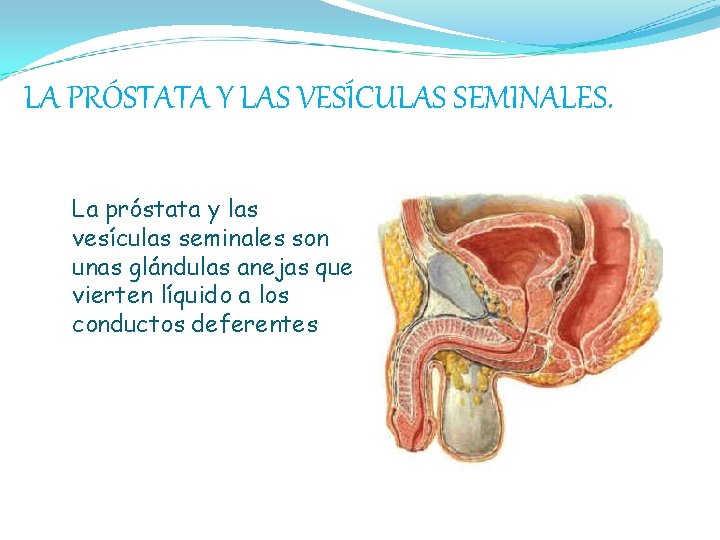 LA PRÓSTATA Y LAS VESÍCULAS SEMINALES. La próstata y las vesículas seminales son unas