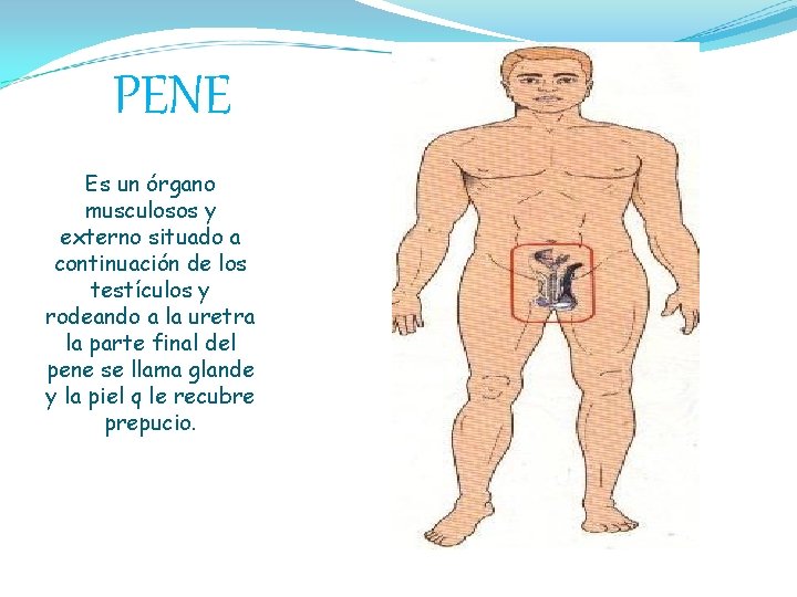 PENE Es un órgano musculosos y externo situado a continuación de los testículos y