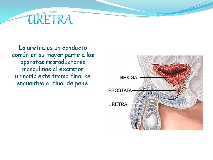 URETRA La uretra es un conducto común en su mayor parte a los aparatos