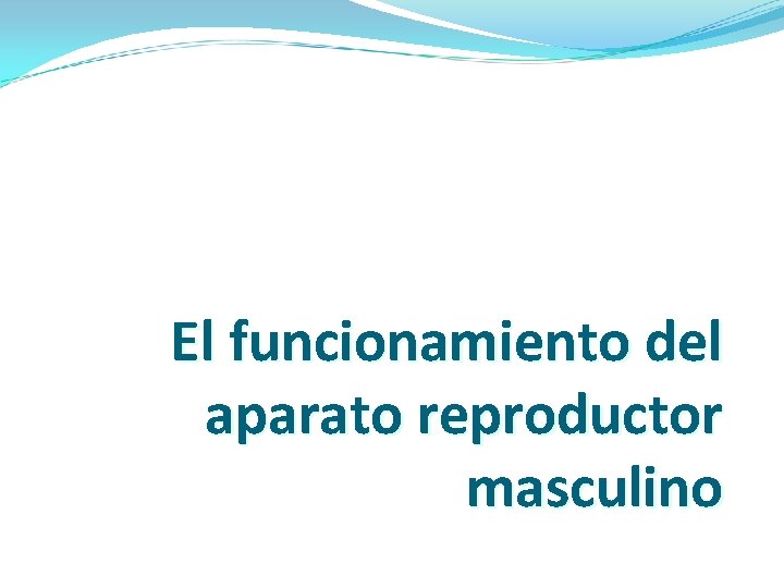 El funcionamiento del aparato reproductor masculino 