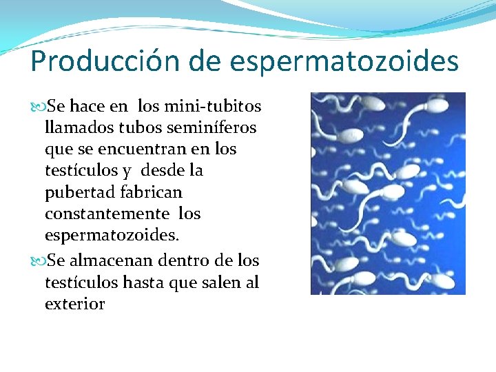Producción de espermatozoides Se hace en los mini-tubitos llamados tubos seminíferos que se encuentran