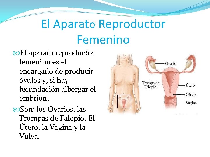 El Aparato Reproductor Femenino El aparato reproductor femenino es el encargado de producir óvulos