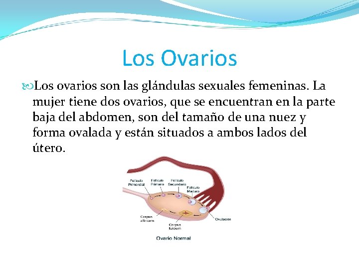 Los Ovarios Los ovarios son las glándulas sexuales femeninas. La mujer tiene dos ovarios,