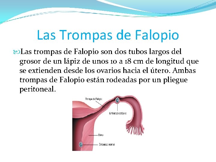 Las Trompas de Falopio Las trompas de Falopio son dos tubos largos del grosor