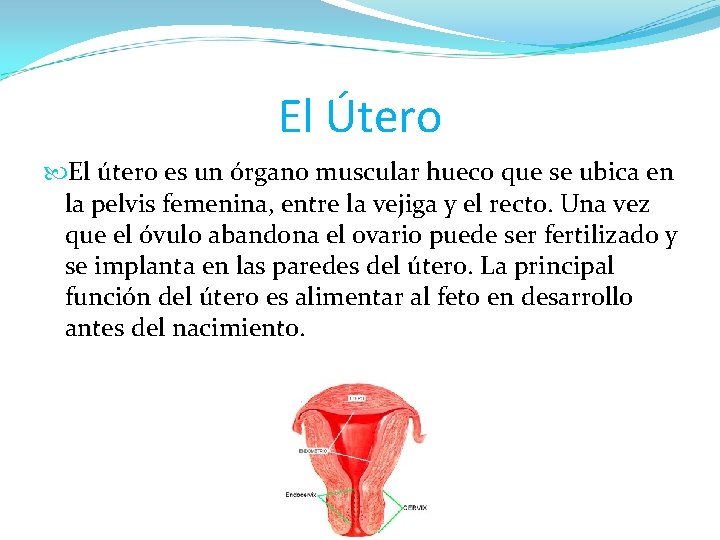 El Útero El útero es un órgano muscular hueco que se ubica en la