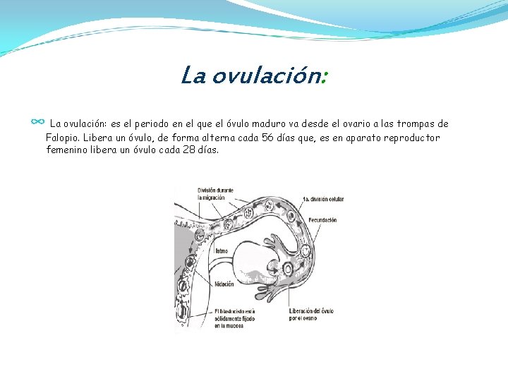 La ovulación: ∞ La ovulación: es el periodo en el que el óvulo maduro
