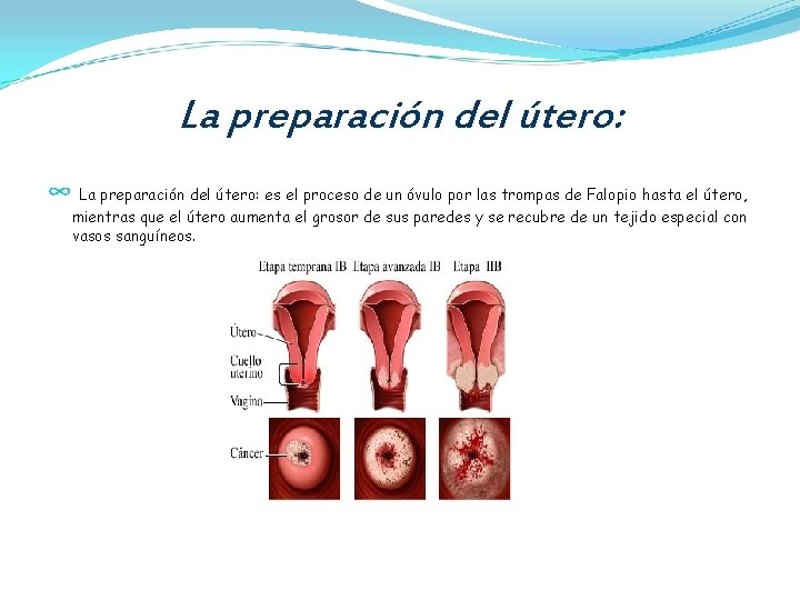 La preparación del útero: ∞ La preparación del útero: es el proceso de un