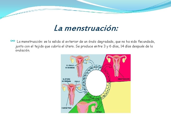 La menstruación: ∞ La menstruación: es la salida al exterior de un óvulo degradado,