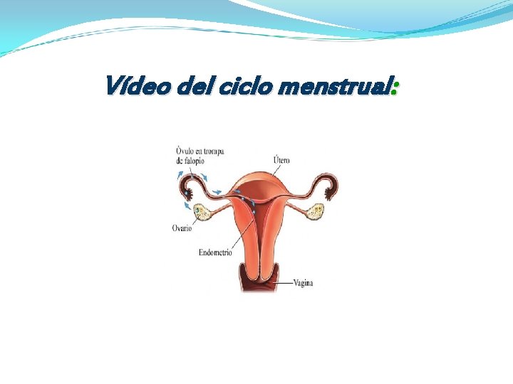 Vídeo del ciclo menstrual: 