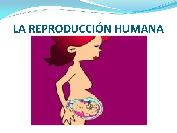 LA REPRODUCCIÓN HUMANA 