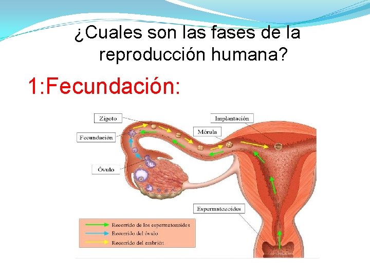 ¿Cuales son las fases de la reproducción humana? 1: Fecundación: 