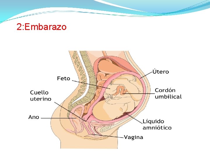 2: Embarazo 