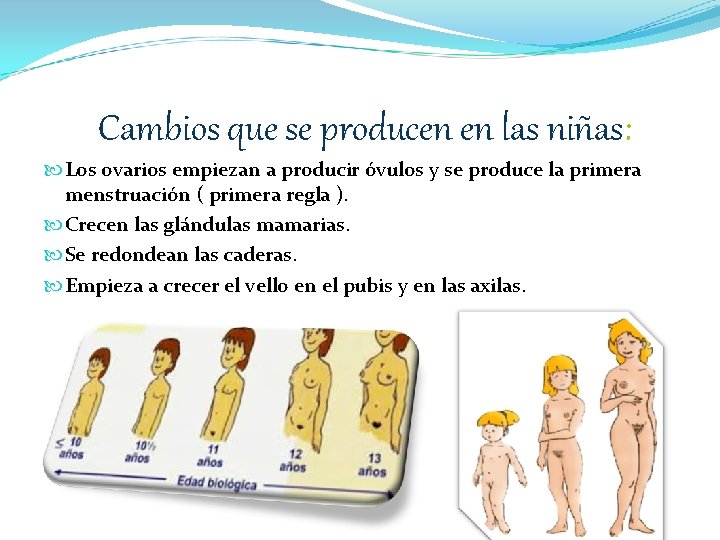 Cambios que se producen en las niñas: Los ovarios empiezan a producir óvulos y