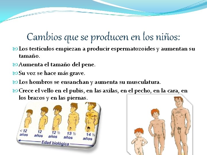 Cambios que se producen en los niños: Los testículos empiezan a producir espermatozoides y