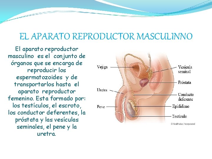 EL APARATO REPRODUCTOR MASCULINNO El aparato reproductor masculino es el conjunto de órganos que