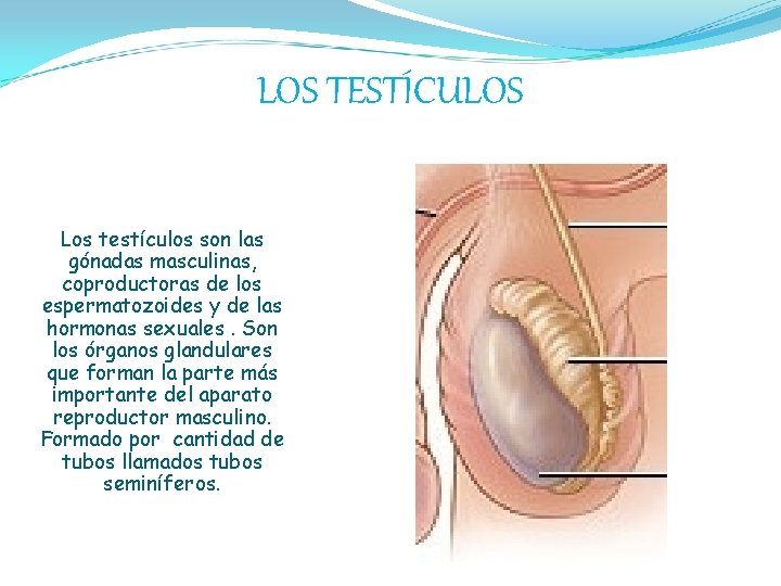 LOS TESTÍCULOS Los testículos son las gónadas masculinas, coproductoras de los espermatozoides y de
