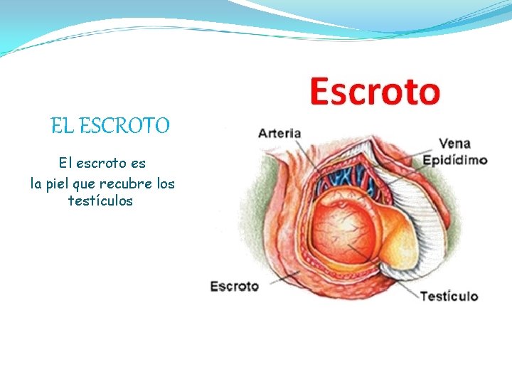 EL ESCROTO El escroto es la piel que recubre los testículos. 
