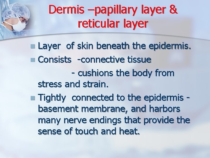 Dermis –papillary layer & reticular layer Layer of skin beneath the epidermis. n Consists