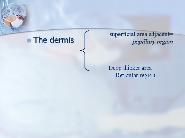 n The dermis superficial area adjacent= papillary region Deep thicker area= Reticular region 