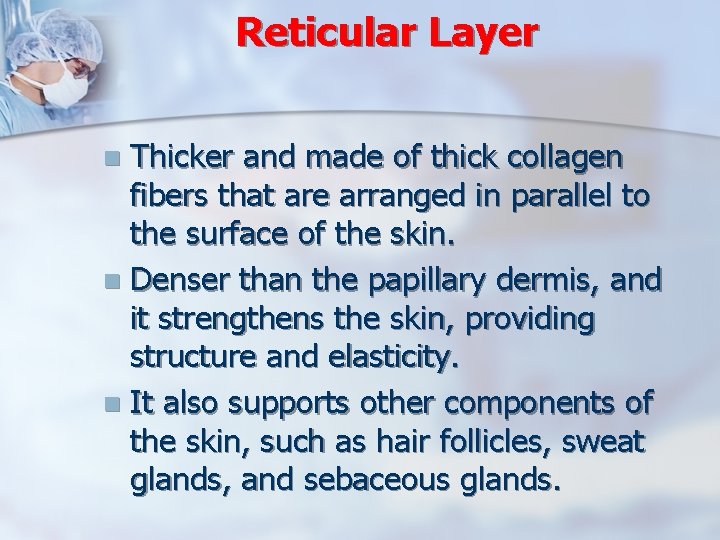 Reticular Layer Thicker and made of thick collagen fibers that are arranged in parallel