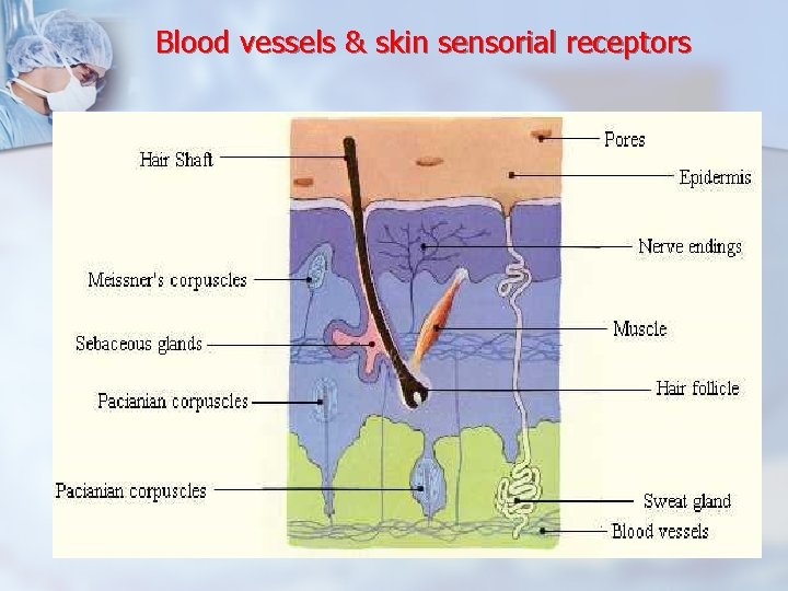 Blood vessels & skin sensorial receptors 